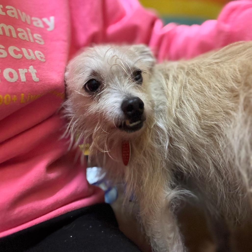 Toby, a Adoptable mixed breed in Springfield, MO image 6/6