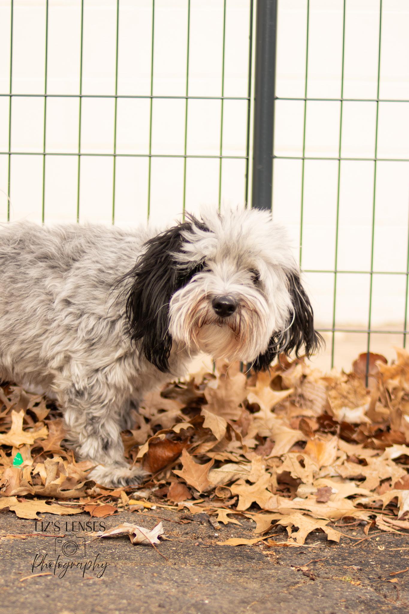 Pepper (and Harley), ADOPTABLE, Adult Male Maltese.