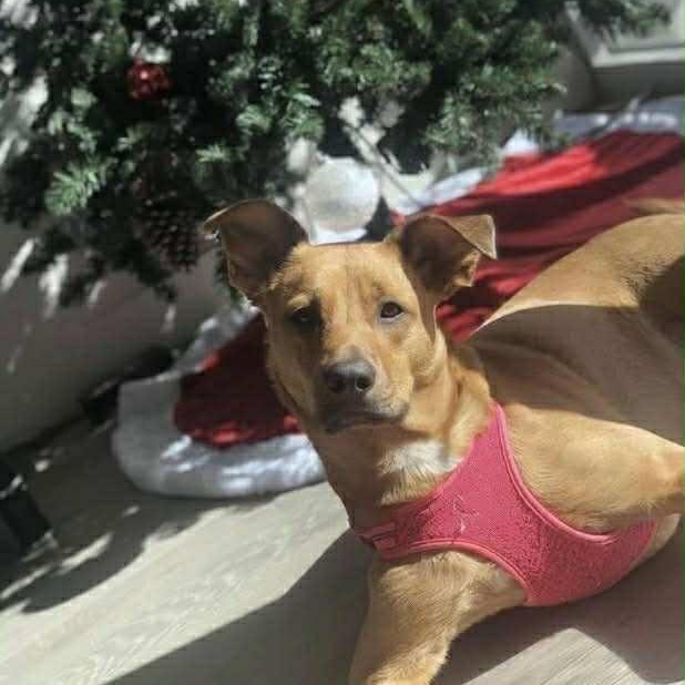 Layla, a Adoptable mixed breed in Jay, NY image 4/5