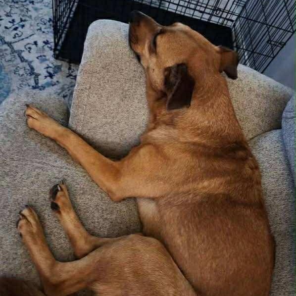 Layla, a Adoptable mixed breed in Jay, NY image 5/5