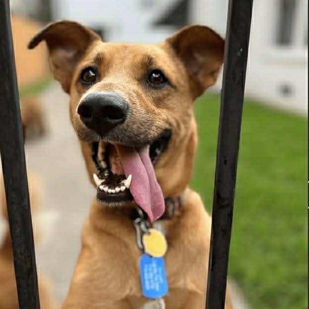 Layla, Adoptable, Young Male Golden Retriever.