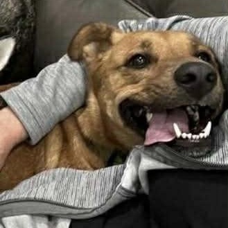 Layla, a Adoptable mixed breed in Jay, NY image 3/5