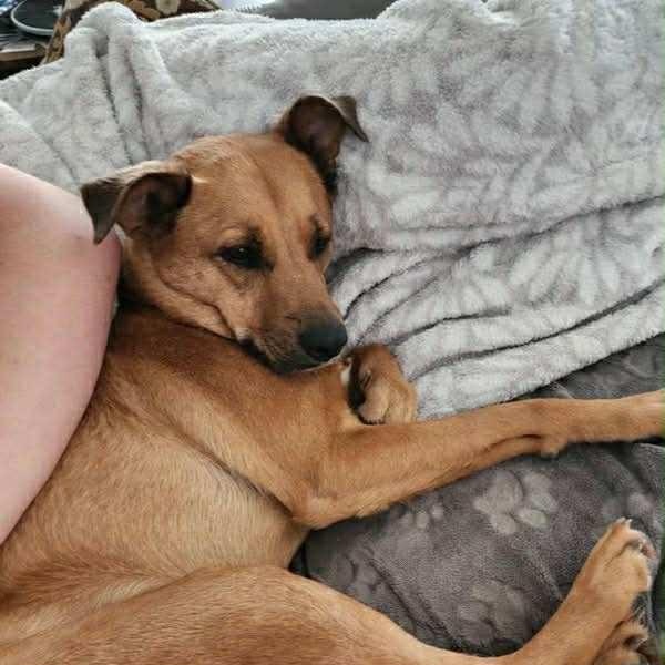 Layla, a Adoptable mixed breed in Jay, NY image 2/5