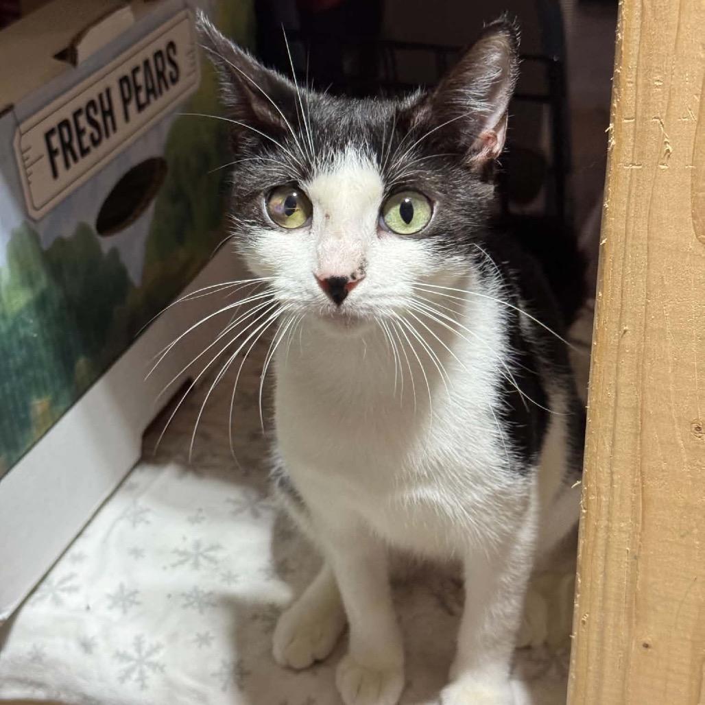 Athena *Meet me at Eagan PetSmart*, Adoptable, Young Female Domestic Short Hair.