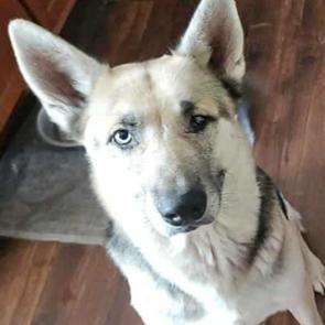Zeus, Adoptable, Adult Male German Shepherd Dog & Mixed Breed.