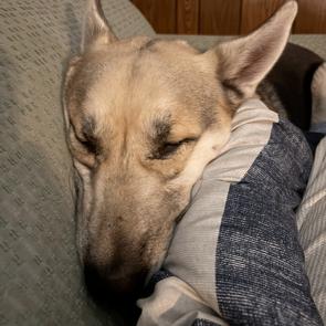 Enlarge Zeus, a Adoptable mixed breed in Alma, WI image 2/6