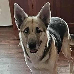 Enlarge Zeus, a Adoptable mixed breed in Alma, WI image 3/6