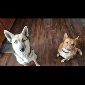 Enlarge Zeus, a Adoptable mixed breed in Alma, WI image 4/6