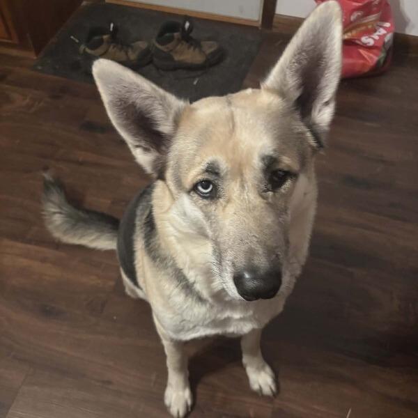 Enlarge Zeus, a Adoptable mixed breed in Alma, WI image 5/6