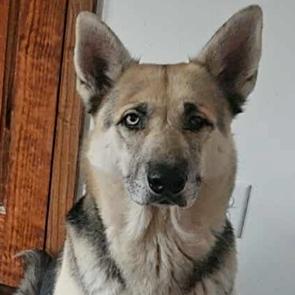 Enlarge Zeus, a Adoptable mixed breed in Alma, WI image 6/6