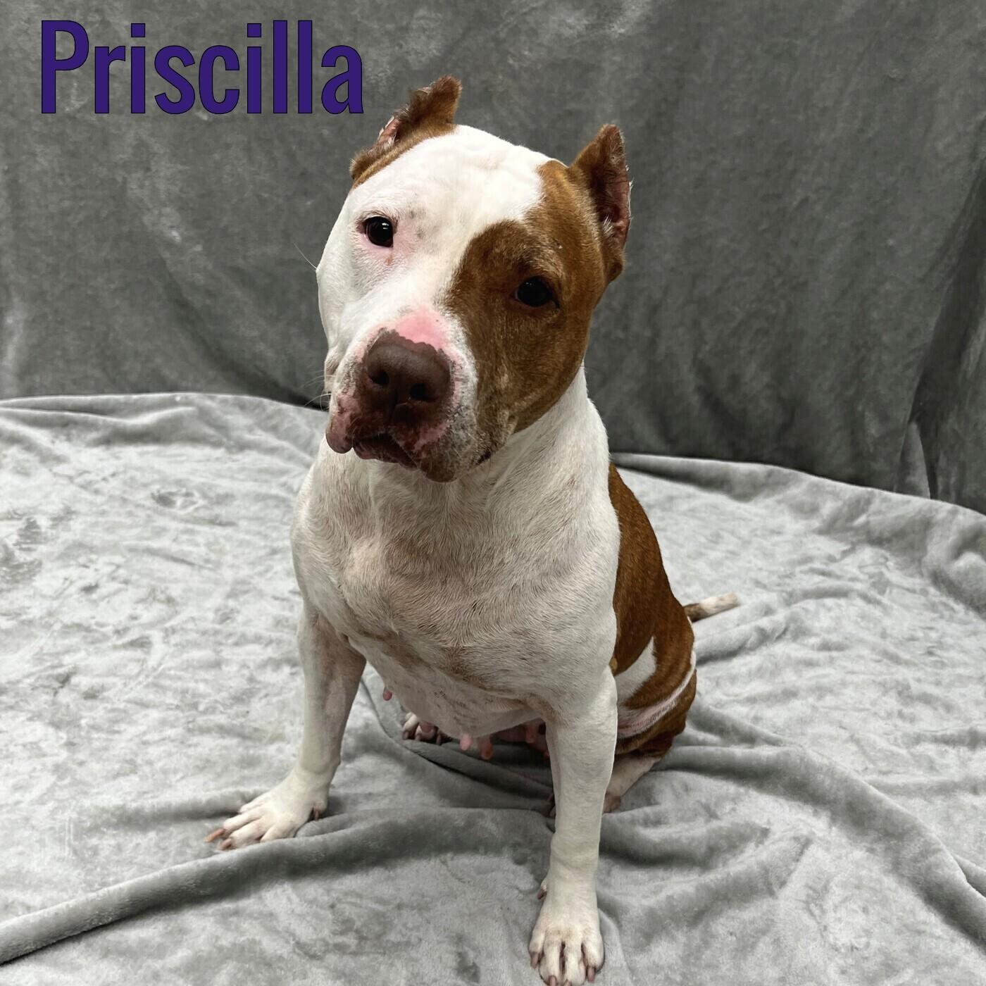 Enlarge Priscilla, a Adoptable Pit Bull Terrier in Pleasantville, NJ image 1/1