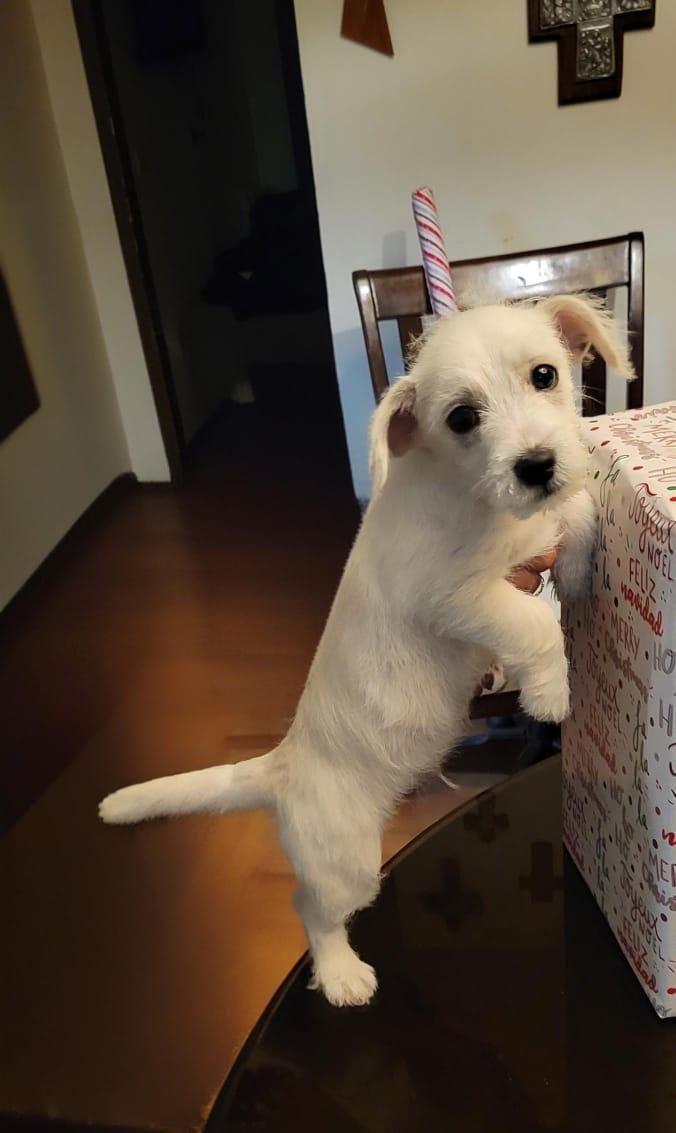 Enlarge Natty, a ADOPTABLE mixed breed in San Diego, CA image 3/3