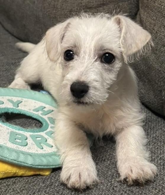 Enlarge Natty, a ADOPTABLE mixed breed in San Diego, CA image 1/3