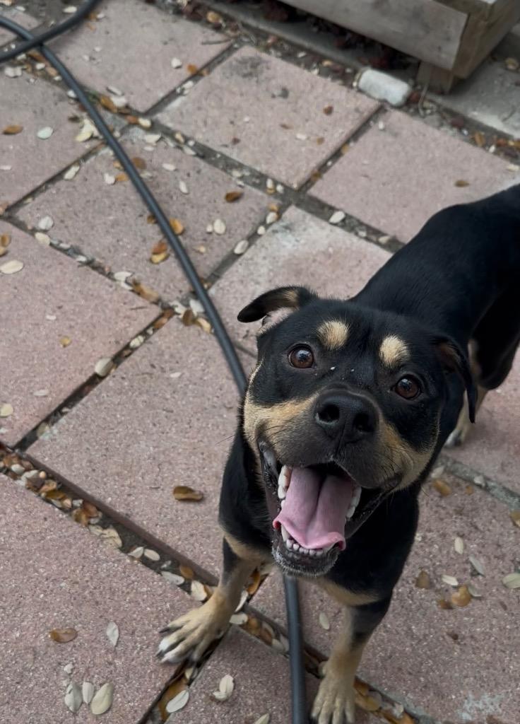 Enlarge Benson Boone, a Adoptable mixed breed in Rockport, TX image 1/6