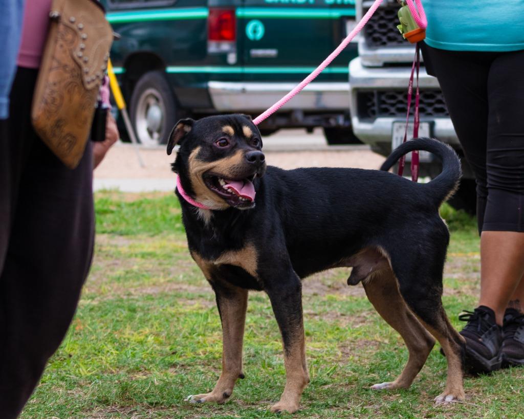 Enlarge Benson Boone, a Adoptable mixed breed in Rockport, TX image 2/6