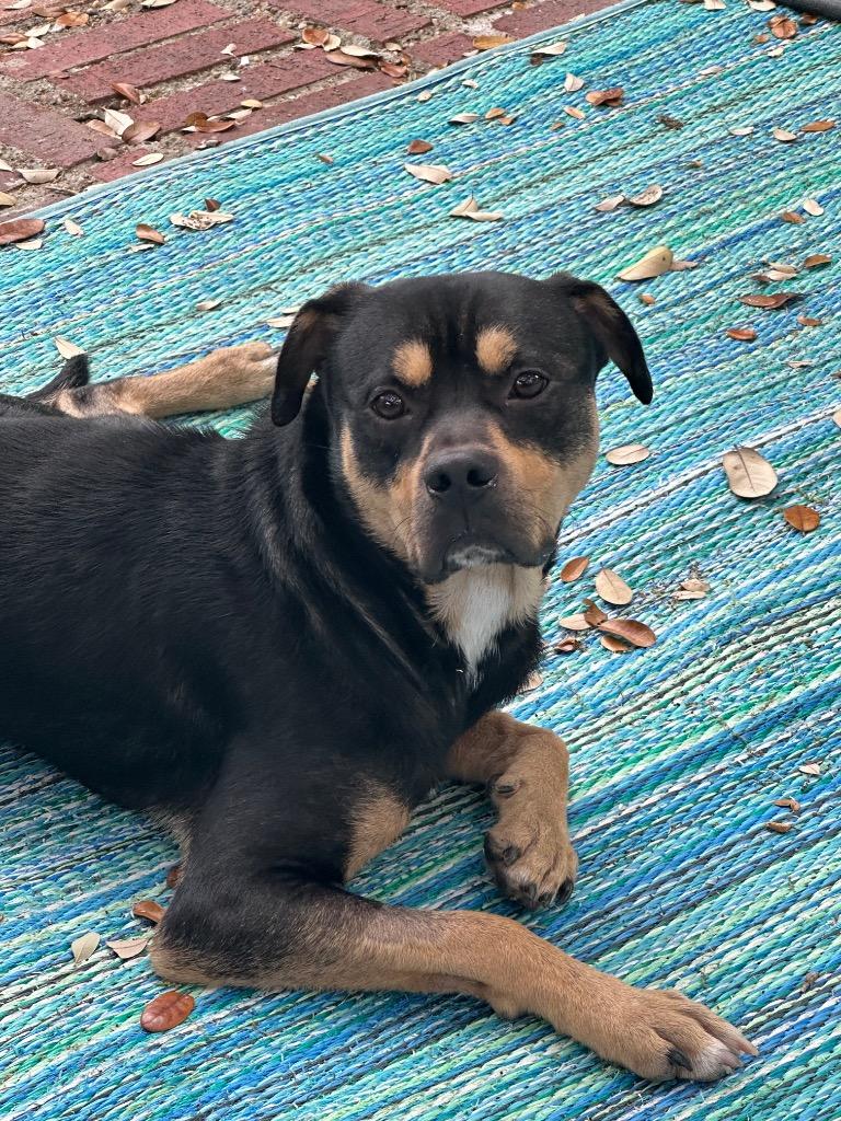 Enlarge Benson Boone, a Adoptable mixed breed in Rockport, TX image 3/6