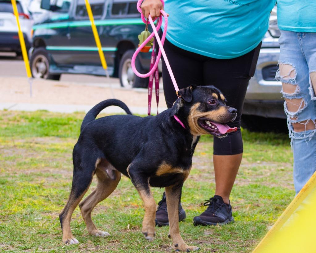 Enlarge Benson Boone, a Adoptable mixed breed in Rockport, TX image 4/6