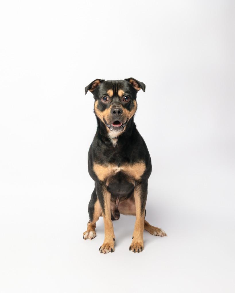 Benson Boone, a Adoptable mixed breed in Rockport, TX image 5/6