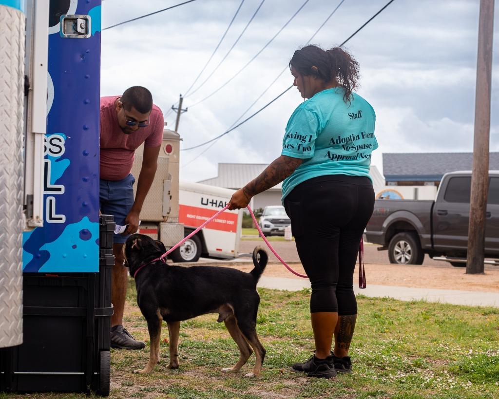 Enlarge Benson Boone, a Adoptable mixed breed in Rockport, TX image 5/6