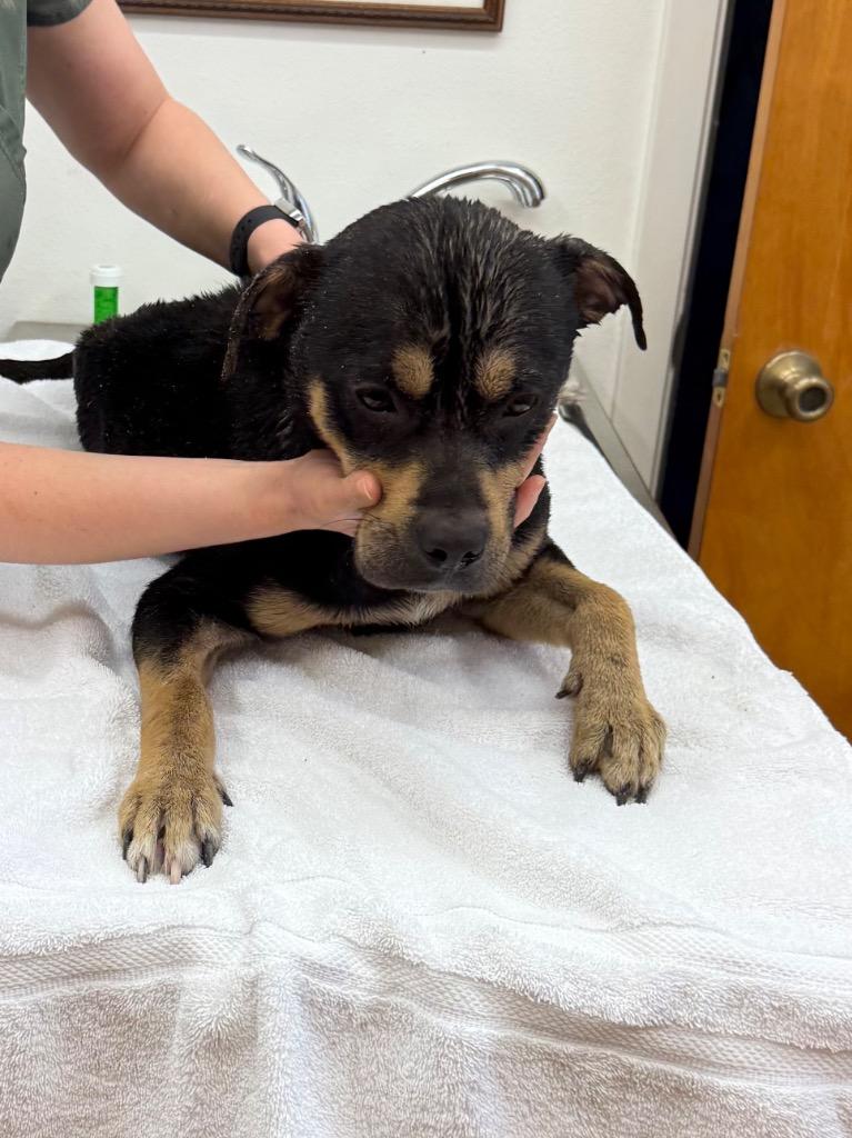 Enlarge Benson Boone, a Adoptable mixed breed in Rockport, TX image 1/1