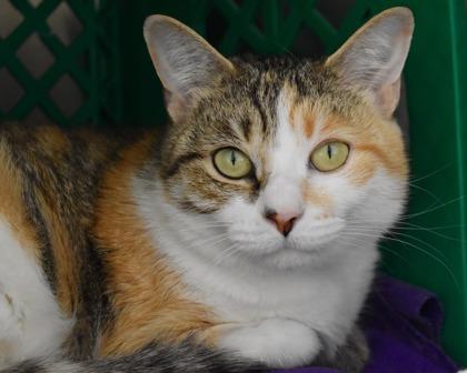 Lily, Adoptable, Adult Female Domestic Short Hair.