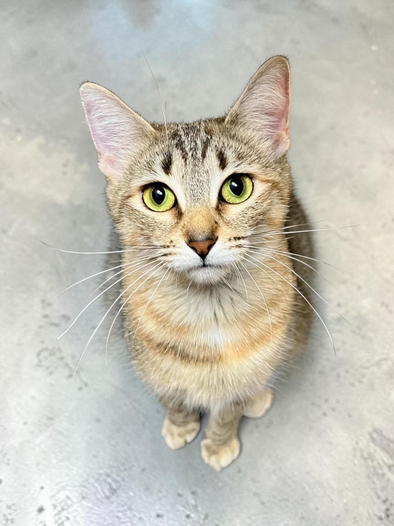 Mamma Kitty, Adopted, Young Female Domestic Short Hair.