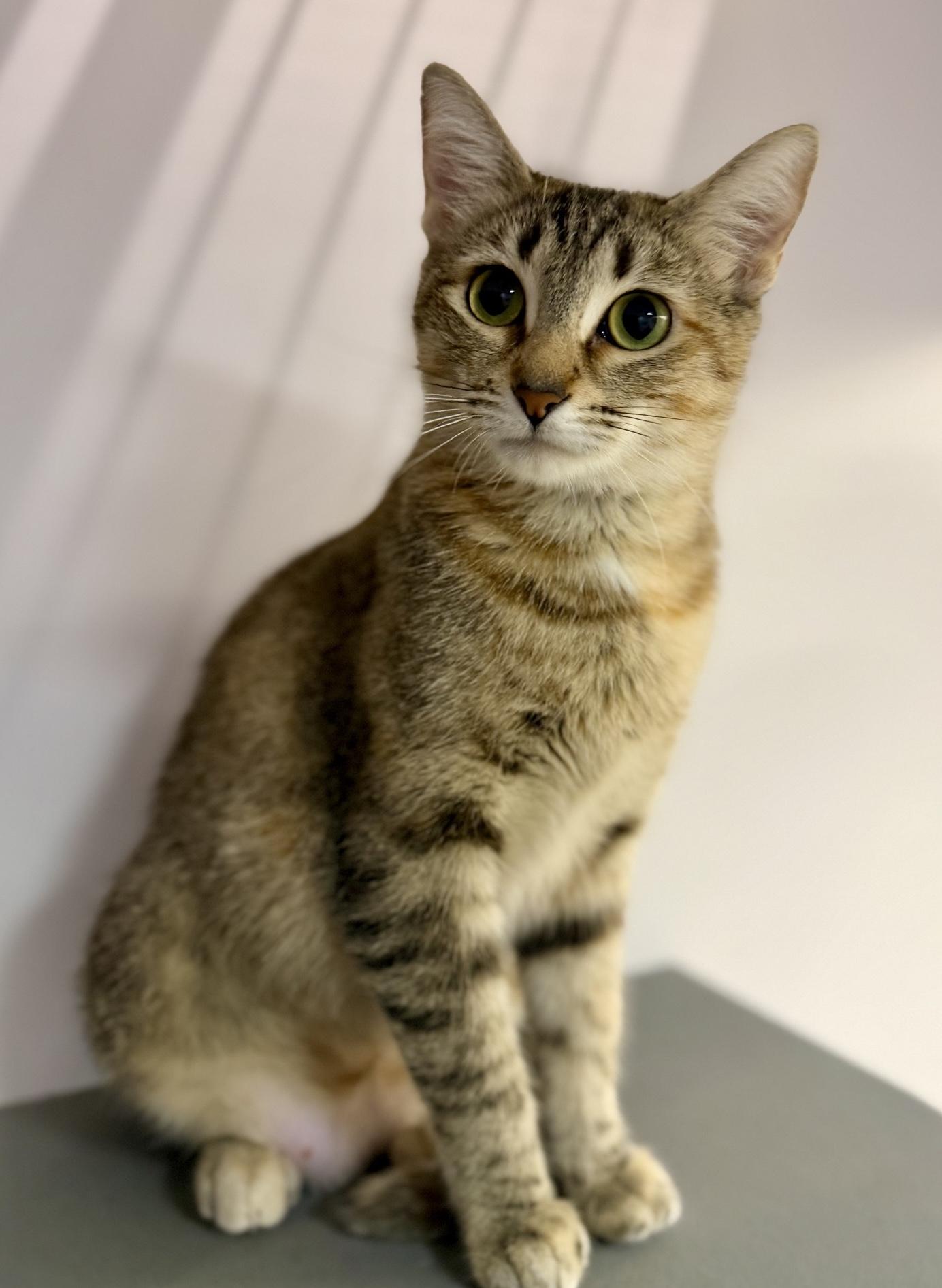 Enlarge Mamma Kitty, a Adopted Domestic Short Hair in Cedar Park , TX image 2/6