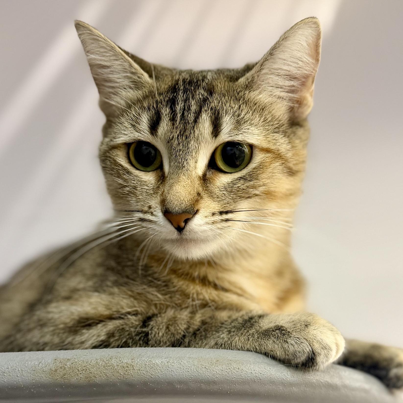Enlarge Mamma Kitty, a Adopted Domestic Short Hair in Cedar Park , TX image 3/6