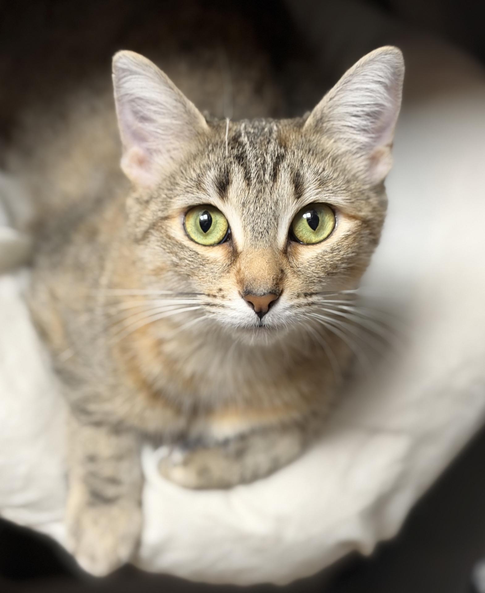 Enlarge Mamma Kitty, a Adopted Domestic Short Hair in Cedar Park , TX image 6/6