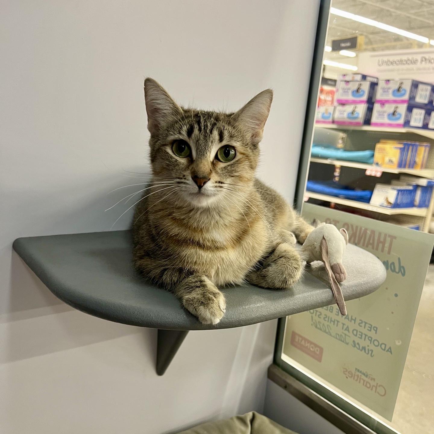 Enlarge Mamma Kitty, a Adopted Domestic Short Hair in Cedar Park , TX image 5/6