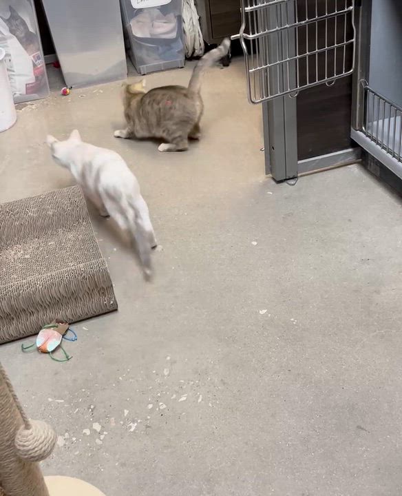 Enlarge Mamma Kitty, a Adopted Domestic Short Hair in Cedar Park , TX video 4/6