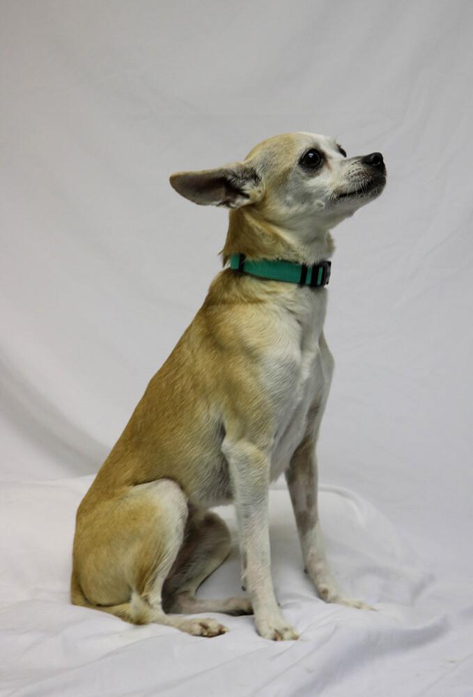 Enlarge Rosa, a ADOPTABLE mixed breed in Denver, CO image 2/3