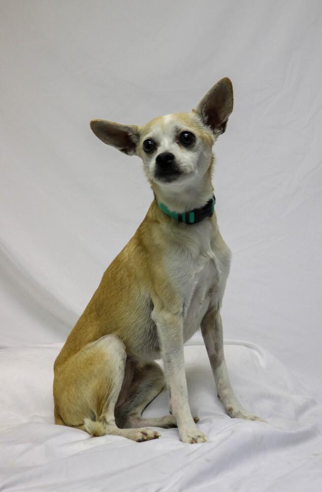 Enlarge Rosa, a ADOPTABLE mixed breed in Denver, CO image 3/3