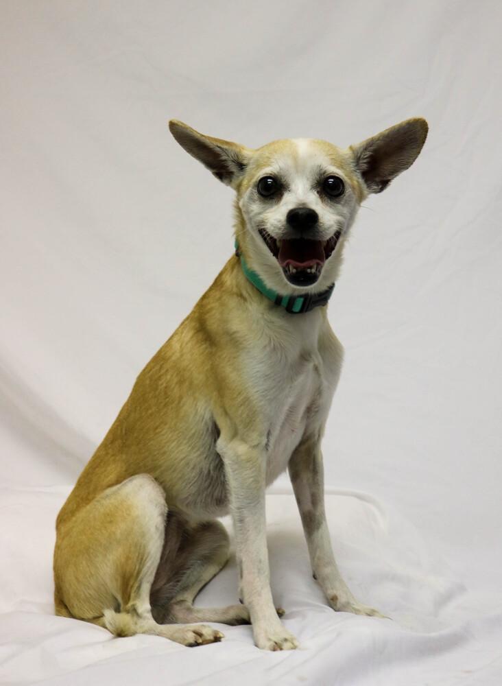 Rosa, ADOPTABLE, Adult Female Chihuahua.