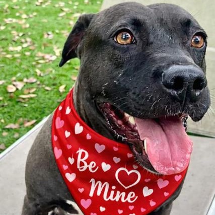 Enlarge Lacey, a Adoptable mixed breed in Palm Harbor, FL image 1/6