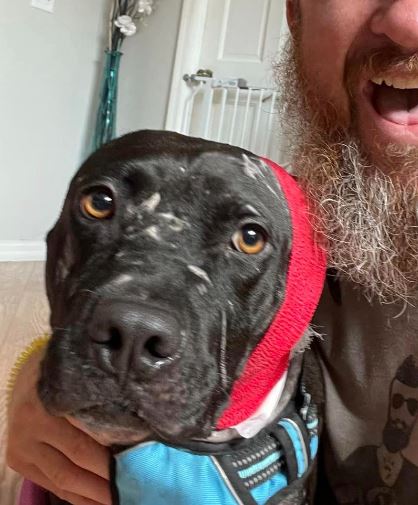 Enlarge Lacey, a Adoptable mixed breed in Palm Harbor, FL image 4/6