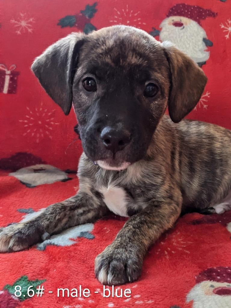 Forest, Adoptable, Puppy Male Mixed Breed.