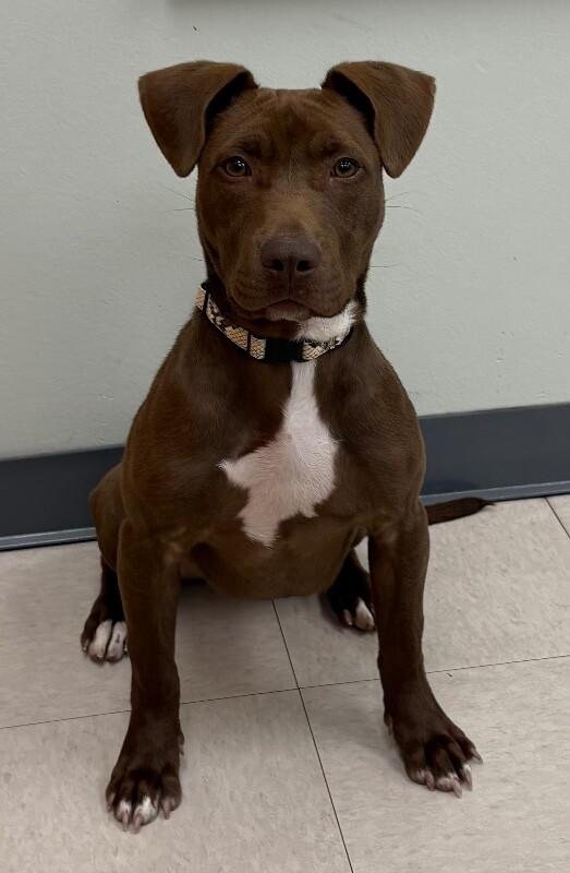 Enlarge Tems, a Adoptable mixed breed in Katy, TX image 1/6