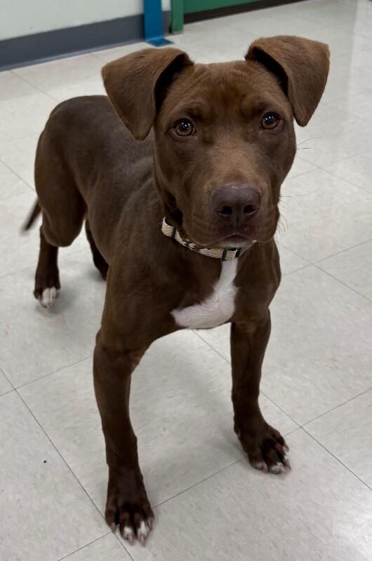 Enlarge Tems, a Adoptable mixed breed in Katy, TX image 2/6