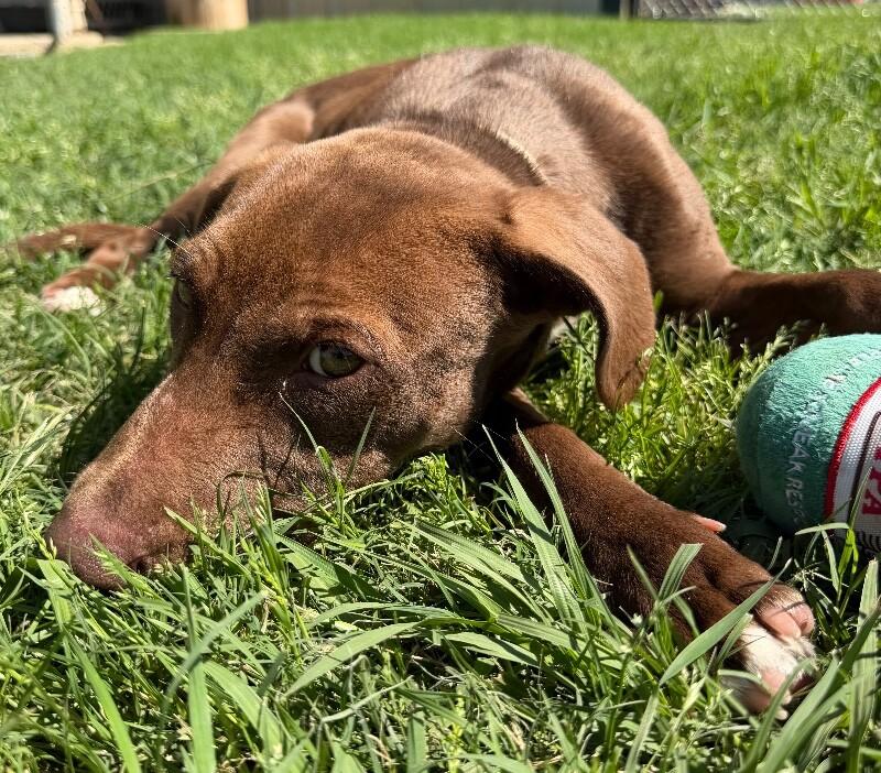 Enlarge Tems, a Adoptable mixed breed in Katy, TX image 3/6