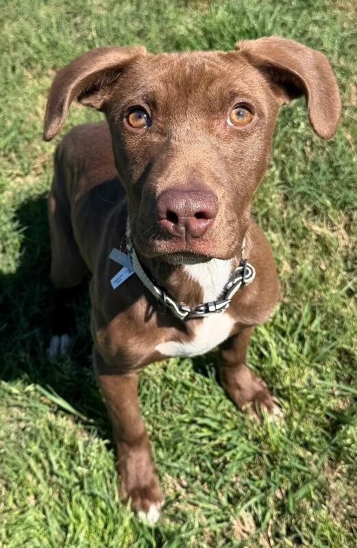 Enlarge Tems, a Adoptable mixed breed in Katy, TX image 4/6