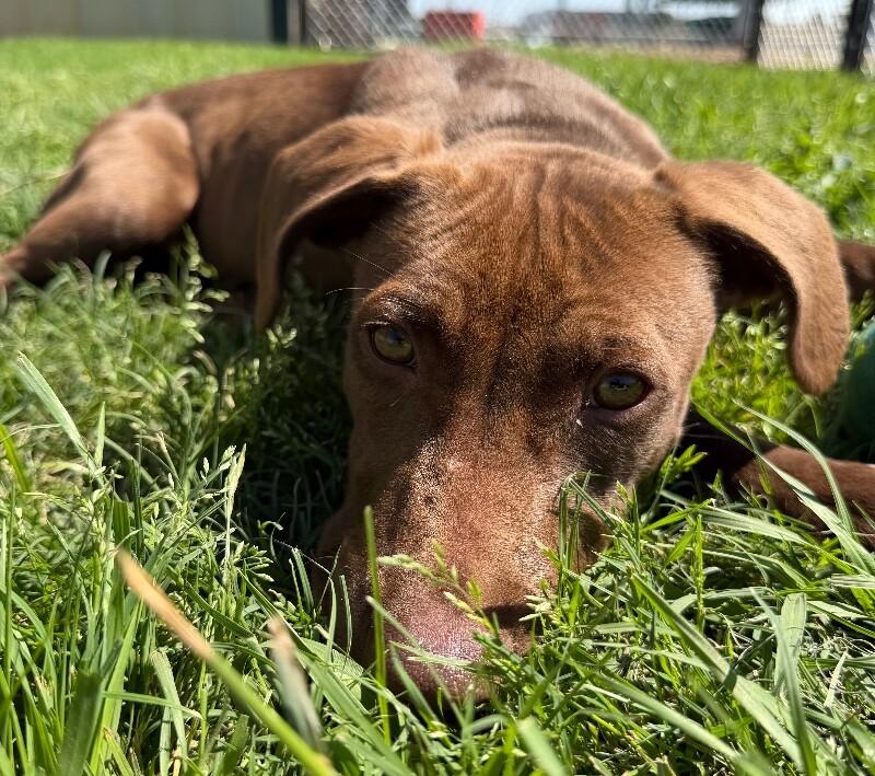 Enlarge Tems, a Adoptable mixed breed in Katy, TX image 5/6