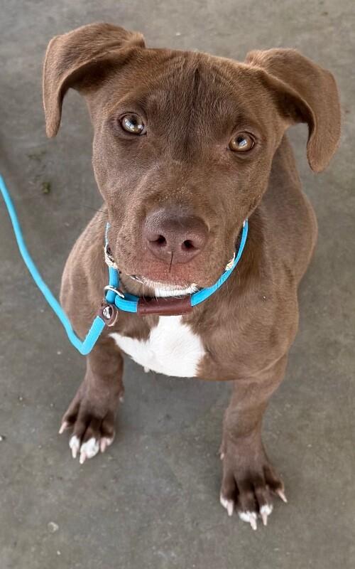 Enlarge Tems, a Adoptable mixed breed in Katy, TX image 6/6