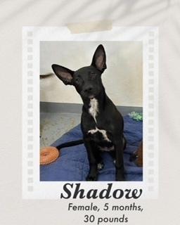 Shadow, Adoptable, Young Female Labrador Retriever & Shepherd.