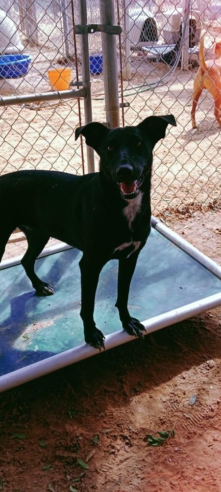 Enlarge Shadow, a Adoptable mixed breed in Puerto Penasco, SON image 2/2