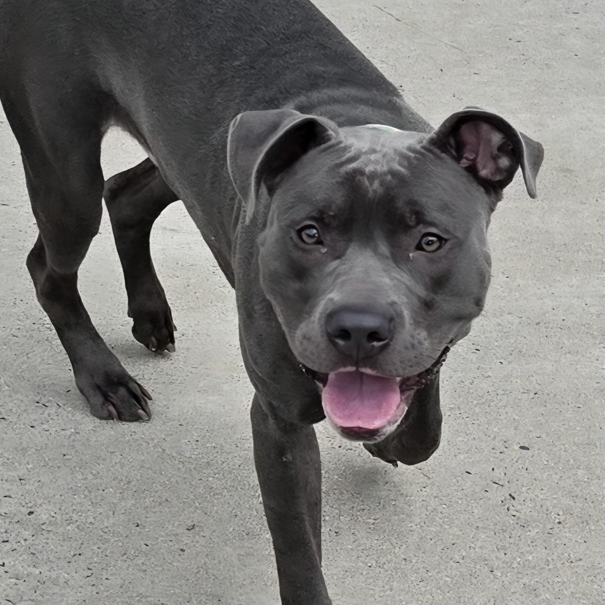 Enlarge Iverson, Sweet Boy, a Adoptable mixed breed in Meriden, CT image 1/6