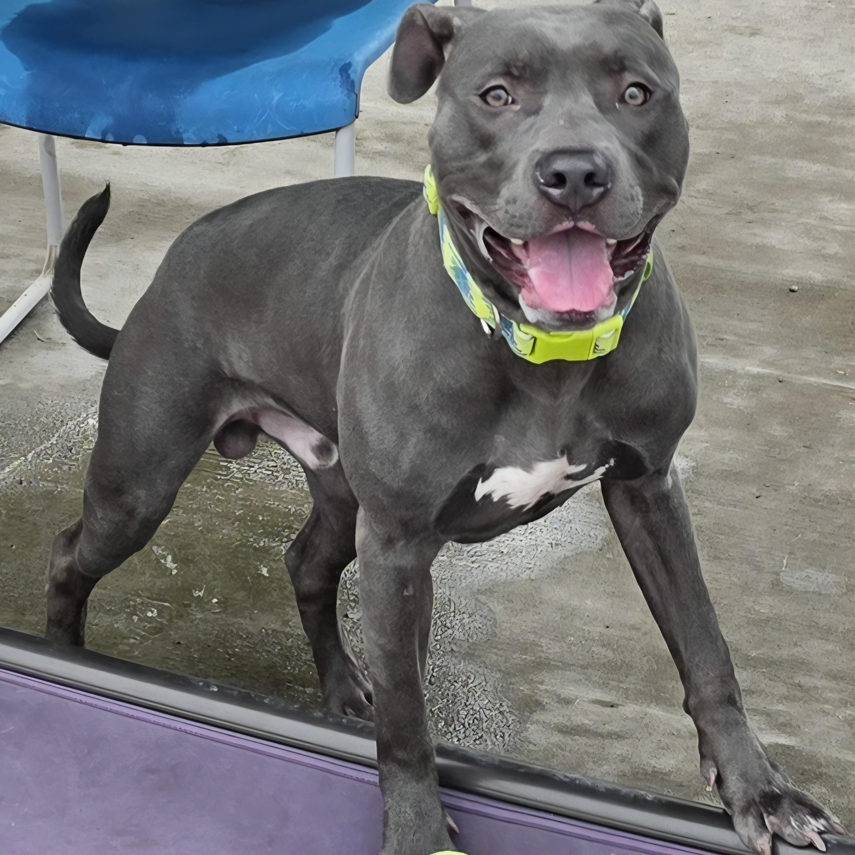Enlarge Iverson, Sweet Boy, a Adoptable mixed breed in Meriden, CT image 5/6