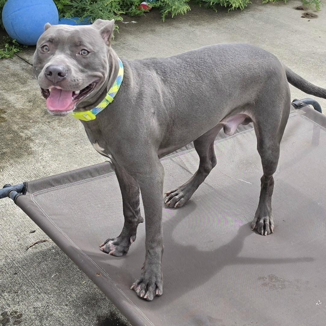 Enlarge Iverson, Sweet Boy, a Adoptable mixed breed in Meriden, CT image 6/6