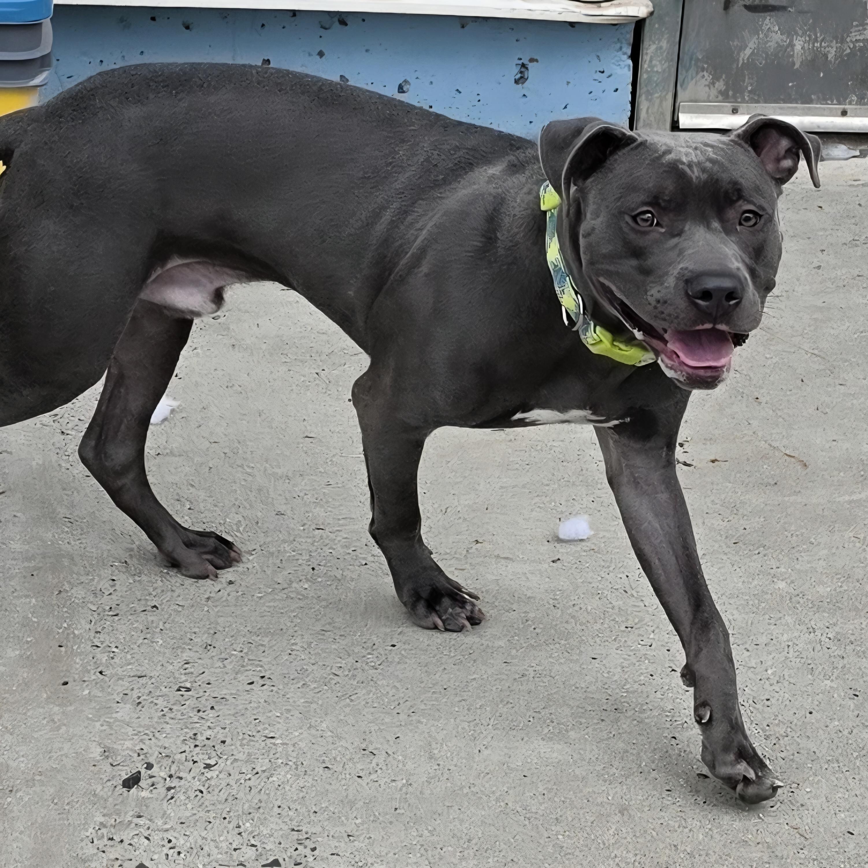 Enlarge Iverson, Sweet Boy, a Adoptable mixed breed in Meriden, CT image 3/6