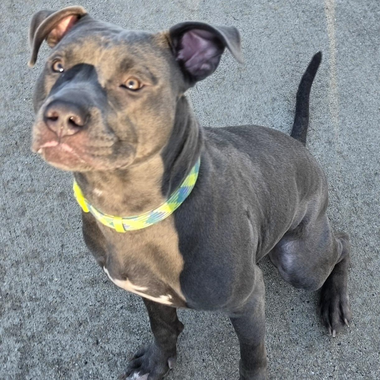 Enlarge Iverson, Sweet Boy, a Adoptable mixed breed in Meriden, CT image 2/6